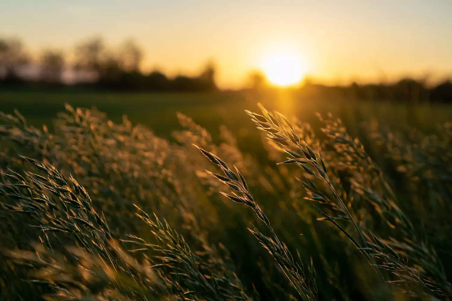 the sun setting behind blowing wheat, reminiscent of heaven