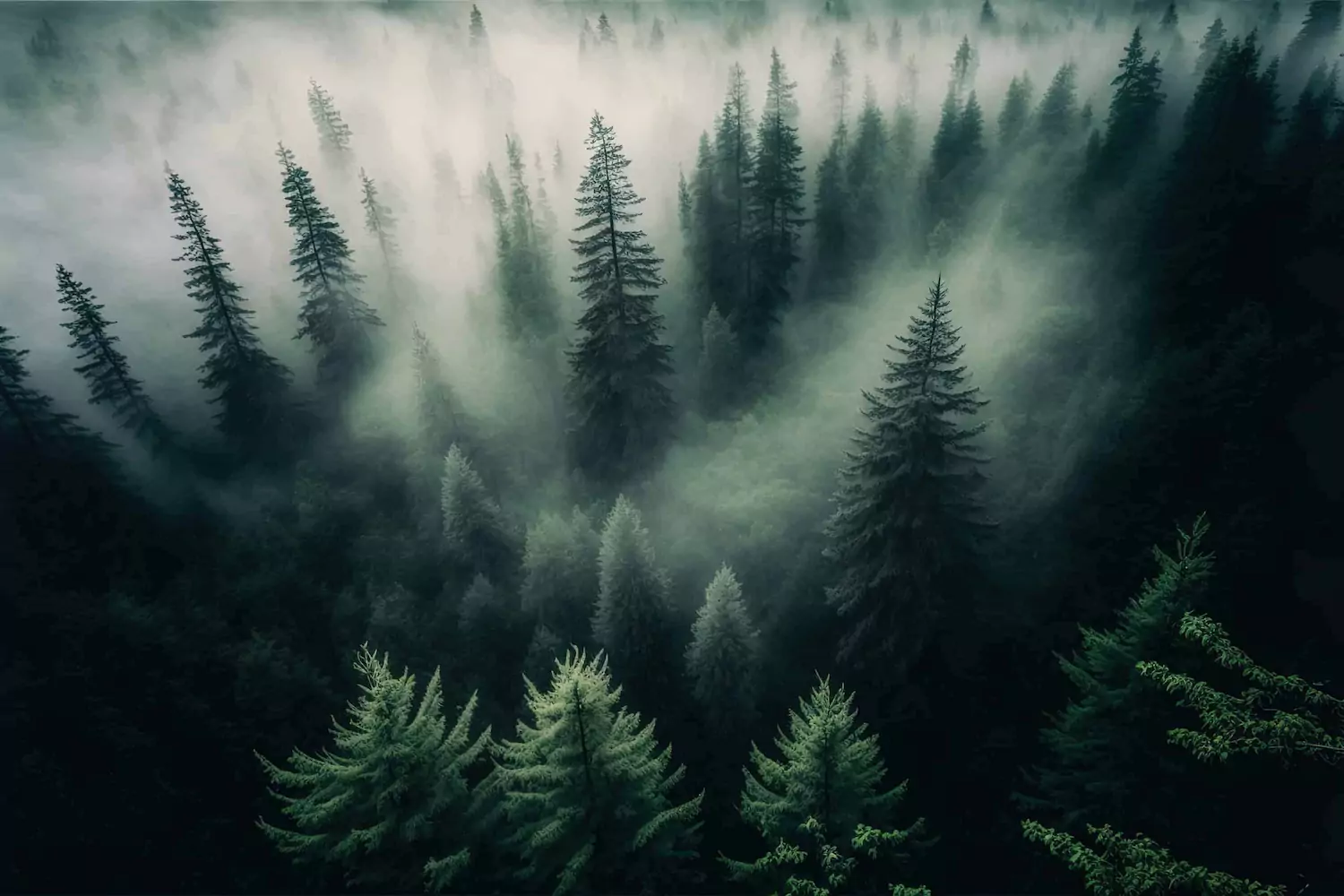 A forest laced with fog.