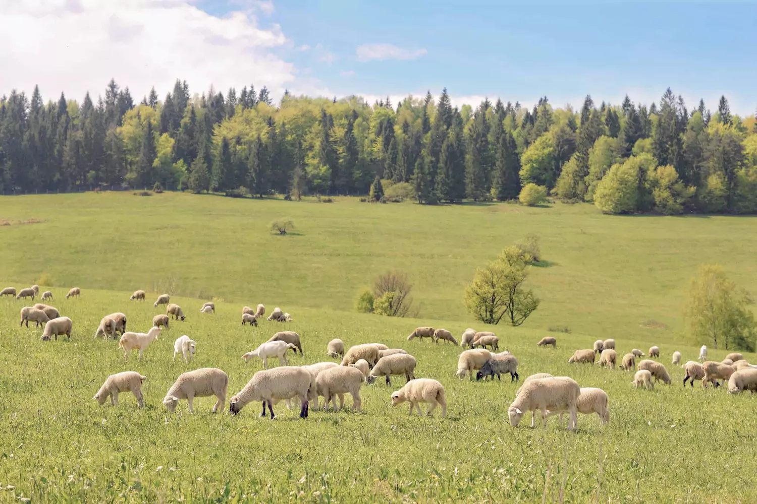 A flock of sheep in a green pasture representing the church.